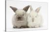 White and Grey Baby Rabbits-Mark Taylor-Stretched Canvas