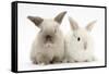 White and Grey Baby Rabbits-Mark Taylor-Framed Stretched Canvas