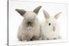 White and Grey Baby Rabbits-Mark Taylor-Stretched Canvas