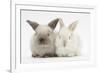 White and Grey Baby Rabbits-Mark Taylor-Framed Photographic Print