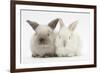 White and Grey Baby Rabbits-Mark Taylor-Framed Photographic Print