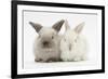 White and Grey Baby Rabbits-Mark Taylor-Framed Photographic Print