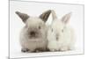 White and Grey Baby Rabbits-Mark Taylor-Mounted Photographic Print