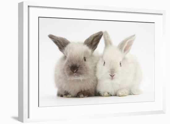 White and Grey Baby Rabbits-Mark Taylor-Framed Photographic Print