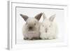 White and Grey Baby Rabbits-Mark Taylor-Framed Photographic Print