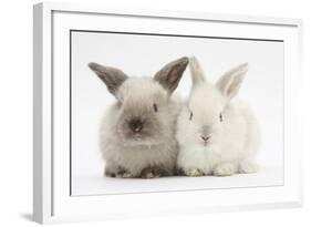 White and Grey Baby Rabbits-Mark Taylor-Framed Photographic Print