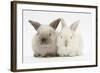 White and Grey Baby Rabbits-Mark Taylor-Framed Photographic Print