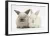 White and Grey Baby Rabbits-Mark Taylor-Framed Photographic Print