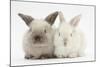 White and Grey Baby Rabbits-Mark Taylor-Mounted Photographic Print