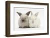 White and Grey Baby Rabbits-Mark Taylor-Framed Photographic Print