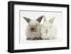 White and Grey Baby Rabbits-Mark Taylor-Framed Photographic Print