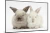 White and Grey Baby Rabbits-Mark Taylor-Mounted Photographic Print