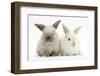 White and Grey Baby Rabbits-Mark Taylor-Framed Photographic Print