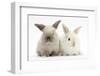 White and Grey Baby Rabbits-Mark Taylor-Framed Photographic Print