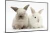 White and Grey Baby Rabbits-Mark Taylor-Mounted Photographic Print