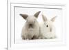 White and Grey Baby Rabbits-Mark Taylor-Framed Photographic Print