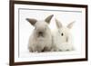 White and Grey Baby Rabbits-Mark Taylor-Framed Photographic Print