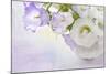 White and Lilac Flowers in a Vase-egal-Mounted Photographic Print