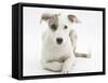 White-And-Merle Border Collie-Cross Dog Puppy, Ice, 14 Weeks, Lying with Head Raised-Mark Taylor-Framed Stretched Canvas