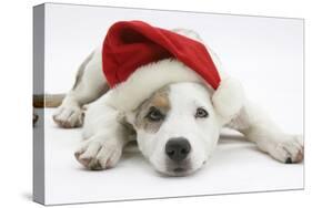 White-And-Merle Border Collie-Cross Puppy, 14 Weeks, Wearing a Father Christmas Hat, Lying Down-Mark Taylor-Stretched Canvas