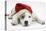 White-And-Merle Border Collie-Cross Puppy, 14 Weeks, Wearing a Father Christmas Hat, Lying Down-Mark Taylor-Stretched Canvas