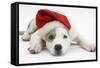 White-And-Merle Border Collie-Cross Puppy, 14 Weeks, Wearing a Father Christmas Hat, Lying Down-Mark Taylor-Framed Stretched Canvas