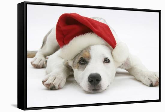 White-And-Merle Border Collie-Cross Puppy, 14 Weeks, Wearing a Father Christmas Hat, Lying Down-Mark Taylor-Framed Stretched Canvas