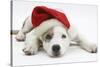 White-And-Merle Border Collie-Cross Puppy, 14 Weeks, Wearing a Father Christmas Hat, Lying Down-Mark Taylor-Stretched Canvas