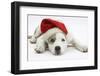 White-And-Merle Border Collie-Cross Puppy, 14 Weeks, Wearing a Father Christmas Hat, Lying Down-Mark Taylor-Framed Photographic Print