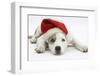 White-And-Merle Border Collie-Cross Puppy, 14 Weeks, Wearing a Father Christmas Hat, Lying Down-Mark Taylor-Framed Photographic Print