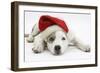 White-And-Merle Border Collie-Cross Puppy, 14 Weeks, Wearing a Father Christmas Hat, Lying Down-Mark Taylor-Framed Photographic Print