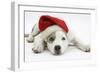 White-And-Merle Border Collie-Cross Puppy, 14 Weeks, Wearing a Father Christmas Hat, Lying Down-Mark Taylor-Framed Photographic Print