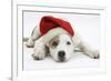 White-And-Merle Border Collie-Cross Puppy, 14 Weeks, Wearing a Father Christmas Hat, Lying Down-Mark Taylor-Framed Photographic Print