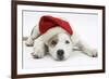 White-And-Merle Border Collie-Cross Puppy, 14 Weeks, Wearing a Father Christmas Hat, Lying Down-Mark Taylor-Framed Photographic Print