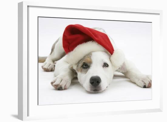 White-And-Merle Border Collie-Cross Puppy, 14 Weeks, Wearing a Father Christmas Hat, Lying Down-Mark Taylor-Framed Photographic Print