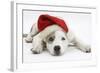 White-And-Merle Border Collie-Cross Puppy, 14 Weeks, Wearing a Father Christmas Hat, Lying Down-Mark Taylor-Framed Photographic Print