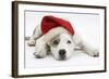 White-And-Merle Border Collie-Cross Puppy, 14 Weeks, Wearing a Father Christmas Hat, Lying Down-Mark Taylor-Framed Photographic Print