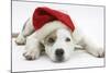 White-And-Merle Border Collie-Cross Puppy, 14 Weeks, Wearing a Father Christmas Hat, Lying Down-Mark Taylor-Mounted Photographic Print