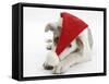White-And-Merle Border Collie-Cross Puppy, Ice, 14 Weeks, Wearing a Father Christmas Hat-Mark Taylor-Framed Stretched Canvas