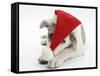 White-And-Merle Border Collie-Cross Puppy, Ice, 14 Weeks, Wearing a Father Christmas Hat-Mark Taylor-Framed Stretched Canvas