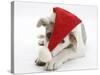 White-And-Merle Border Collie-Cross Puppy, Ice, 14 Weeks, Wearing a Father Christmas Hat-Mark Taylor-Stretched Canvas
