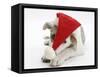 White-And-Merle Border Collie-Cross Puppy, Ice, 14 Weeks, Wearing a Father Christmas Hat-Mark Taylor-Framed Stretched Canvas