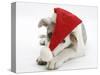 White-And-Merle Border Collie-Cross Puppy, Ice, 14 Weeks, Wearing a Father Christmas Hat-Mark Taylor-Stretched Canvas