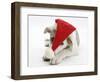 White-And-Merle Border Collie-Cross Puppy, Ice, 14 Weeks, Wearing a Father Christmas Hat-Mark Taylor-Framed Photographic Print