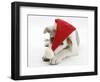 White-And-Merle Border Collie-Cross Puppy, Ice, 14 Weeks, Wearing a Father Christmas Hat-Mark Taylor-Framed Photographic Print