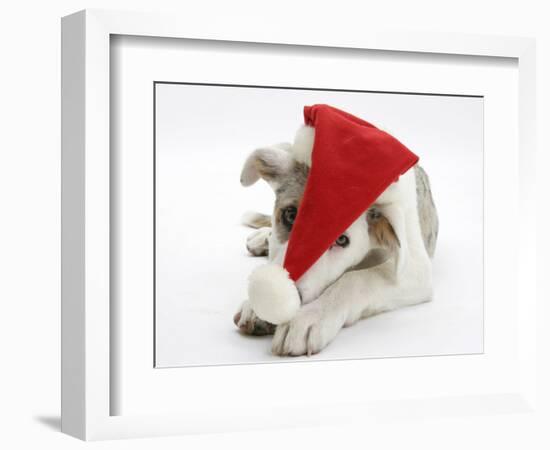 White-And-Merle Border Collie-Cross Puppy, Ice, 14 Weeks, Wearing a Father Christmas Hat-Mark Taylor-Framed Photographic Print