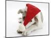 White-And-Merle Border Collie-Cross Puppy, Ice, 14 Weeks, Wearing a Father Christmas Hat-Mark Taylor-Mounted Photographic Print