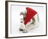 White-And-Merle Border Collie-Cross Puppy, Ice, 14 Weeks, Wearing a Father Christmas Hat-Mark Taylor-Framed Photographic Print