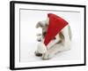 White-And-Merle Border Collie-Cross Puppy, Ice, 14 Weeks, Wearing a Father Christmas Hat-Mark Taylor-Framed Photographic Print