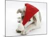 White-And-Merle Border Collie-Cross Puppy, Ice, 14 Weeks, Wearing a Father Christmas Hat-Mark Taylor-Mounted Photographic Print